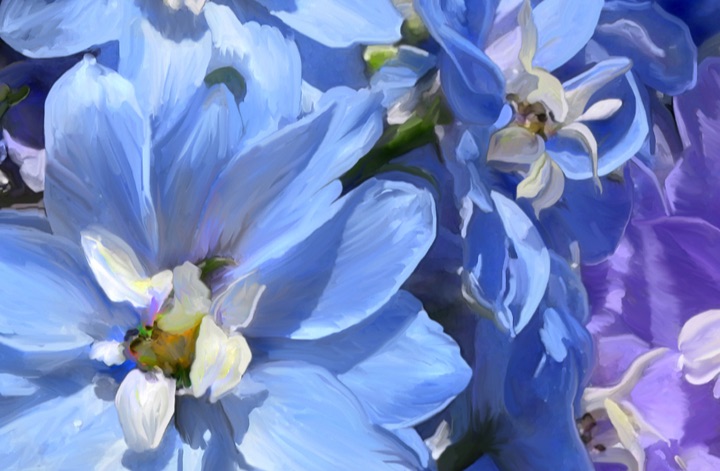Delphinium